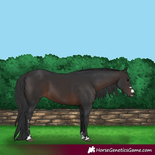 Horse Color:Brown 