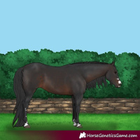 Horse Color:Brown 