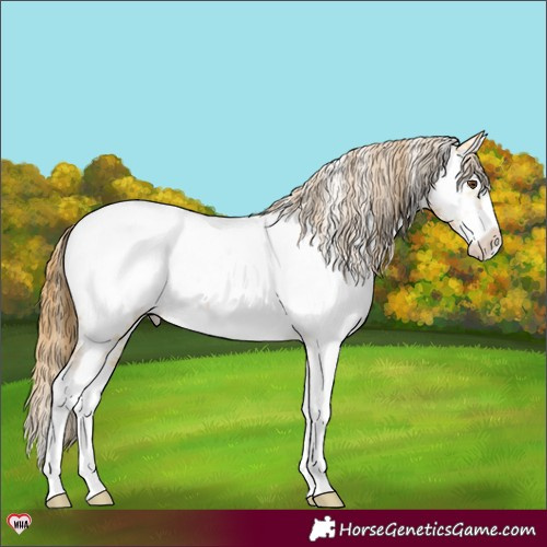Horse Color:Buckskin Dun Splash Appaloosa 