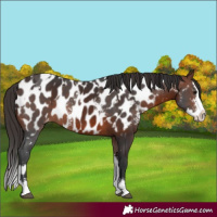 Horse Color:Brown Sabino Splash Appaloosa  and Bay Sabino Splash Appaloosa 