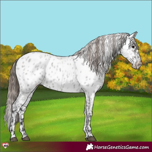 Horse Color:Grullo Roan Appaloosa 