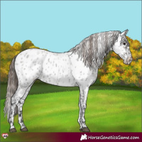 Horse Color:Grullo Roan Near Leopard 