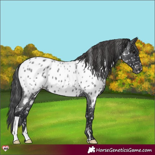 Horse Color:Blue Roan Near Leopard 