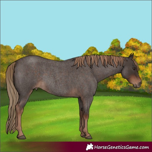 Horse Color:Liver Red Roan Rabicano 