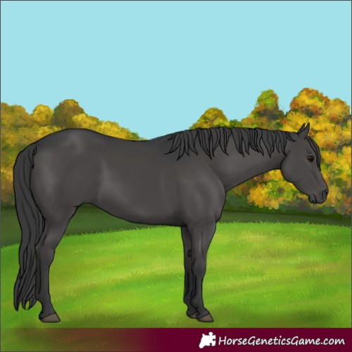 Horse Color:Black 