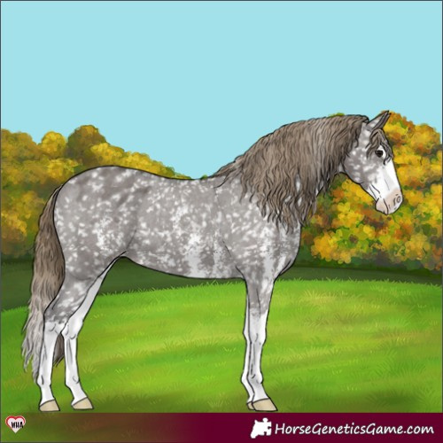 Horse Color:Smoky Grullo Sabino Splash Appaloosa 