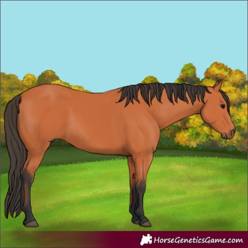 Horse Color:Bay 