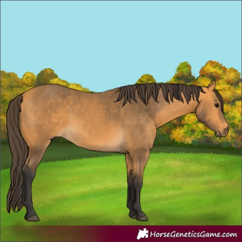 Horse Color:Buckskin 