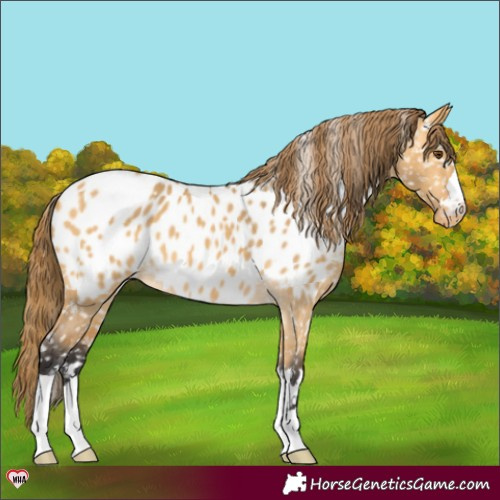 Horse Color:Buckskin Dun Appaloosa 