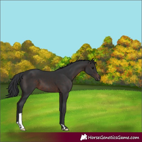 Horse Color:Brown 