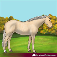 Horse Color:Palomino Roan 