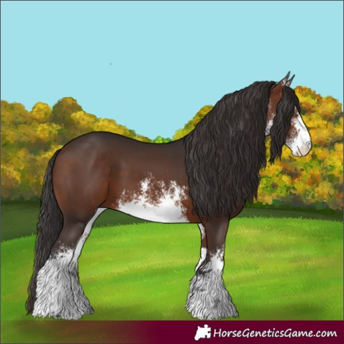 Horse Color:White Spotted Bay 