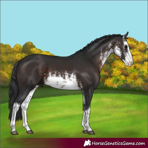 Horse Color:White Spotted Brown 