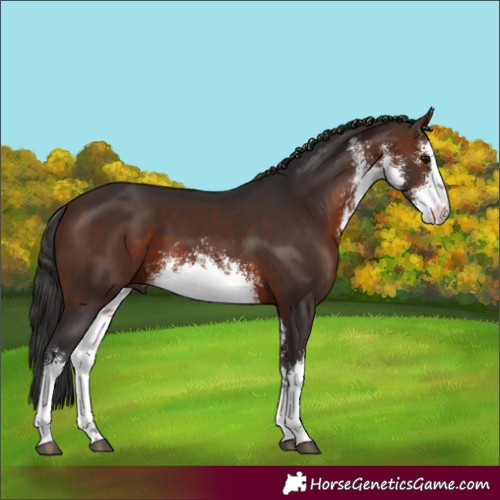 Horse Color:White Spotted Brown 