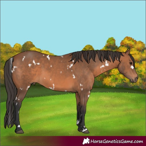 Horse Color:White Spotted Bay 