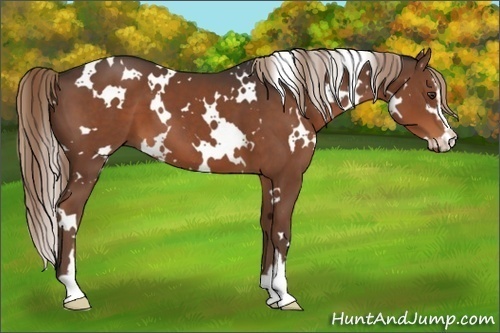 Horse Color:White Spotted Liver Chestnut Sabino 