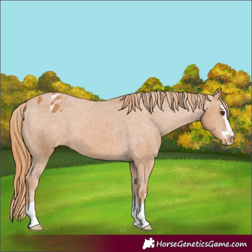 Horse Color:Chestnut Appaloosa 