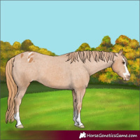 Horse Color:Chestnut Appaloosa 