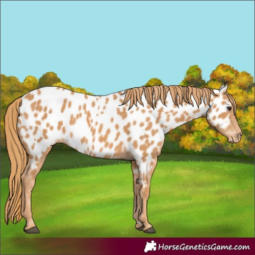 Horse Color:Chestnut Appaloosa 