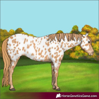 Horse Color:Chestnut Appaloosa