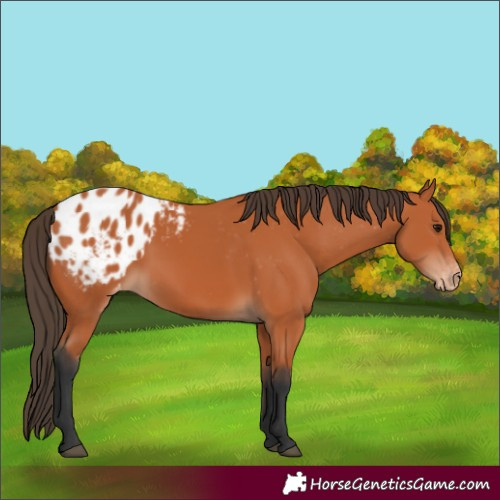 Horse Color:Bay Appaloosa 
