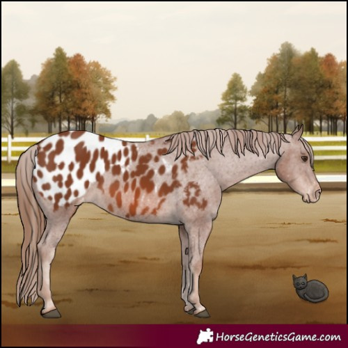 Horse Color:Chestnut Appaloosa