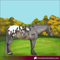 Horse Color:Buckskin Appaloosa