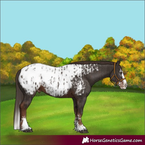 Horse Color:Liver Chestnut Sabino Splash Appaloosa  and Liver Chestnut Sabino Splash Appaloosa 