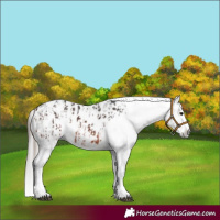 Horse Color:Brown Sabino Splash Appaloosa  and Gray Brown Sabino Splash Appaloosa 