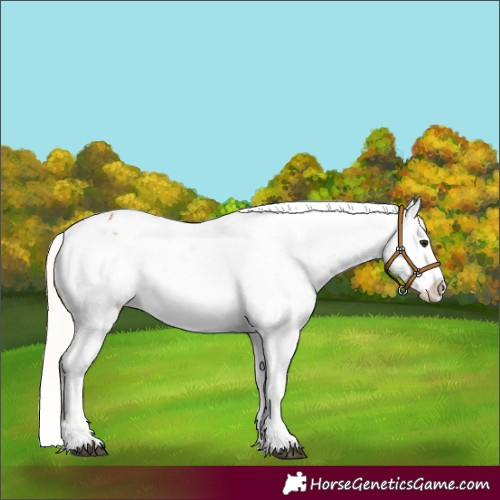 Horse Color:Silver Bay Appaloosa 