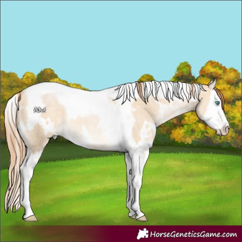 Horse Color:White Spotted Buckskin Pearl Dun Splash Tobiano 