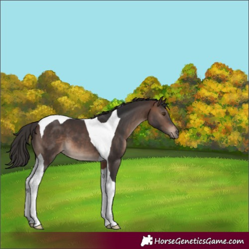 Horse Color:Brown Tobiano 