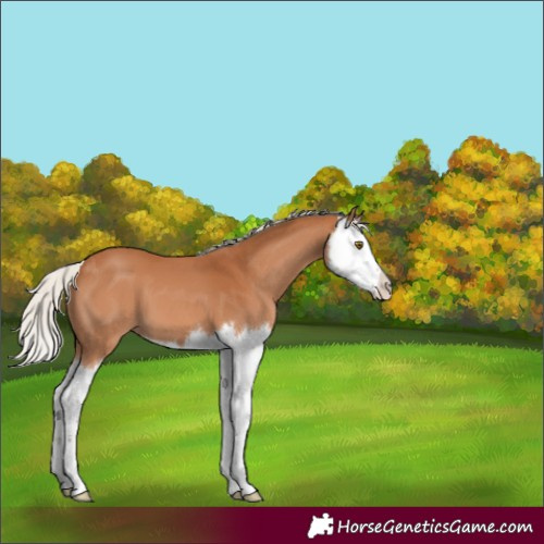 Horse Color:Silver Bay Splash 