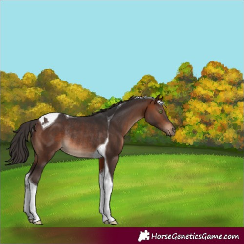 Horse Color:Brown Tobiano Rabicano