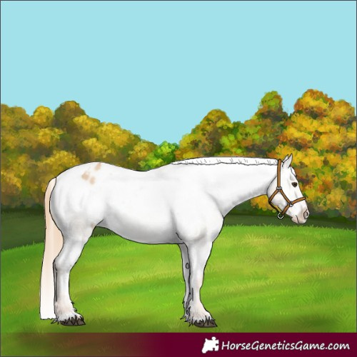 Horse Color:Red Dun Appaloosa 