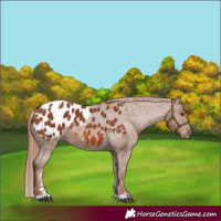 Horse Color:Chestnut Appaloosa