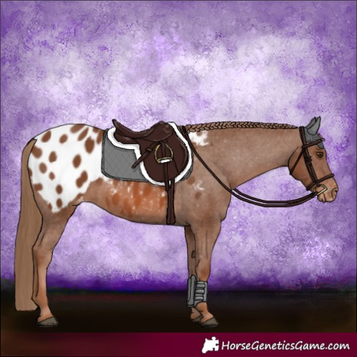 Horse Color:Chestnut Appaloosa 
