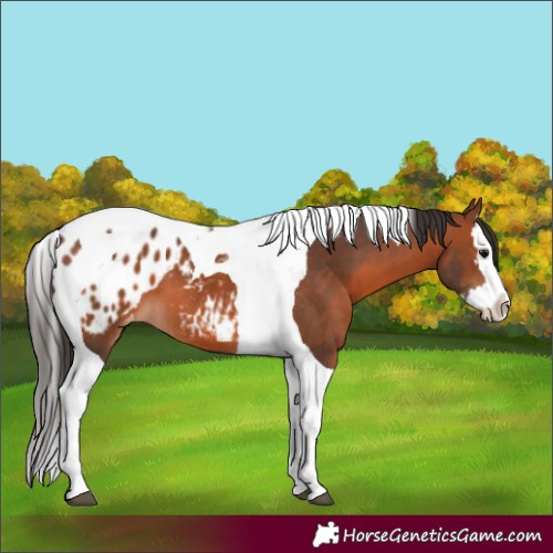 Horse Color:Bay Splash Tobiano Appaloosa 