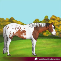 Horse Color:Bay Splash Tobiano Appaloosa