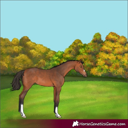 Horse Color:Bay 