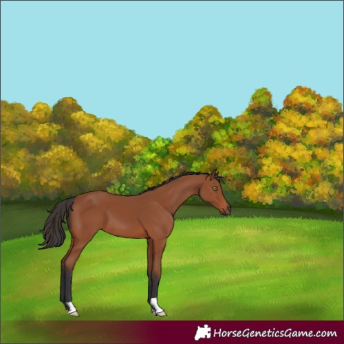Horse Color:Bay 