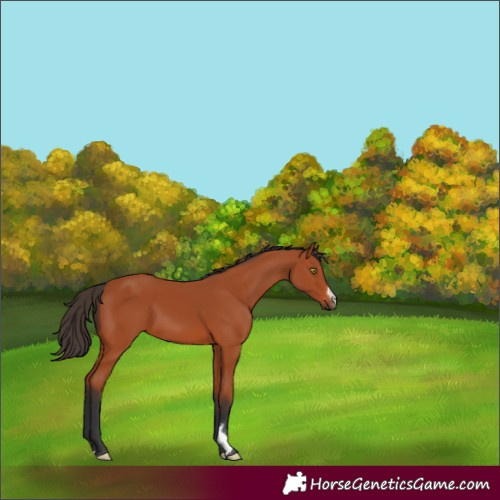 Horse Color:Bay 