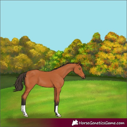 Horse Color:Bay 