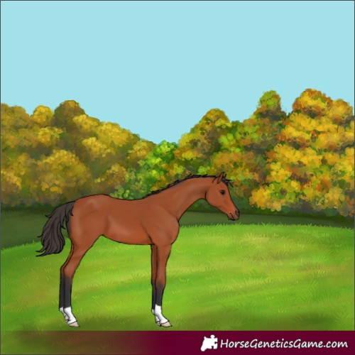 Horse Color:Bay 