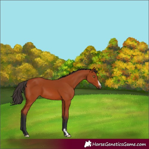 Horse Color:Bay 