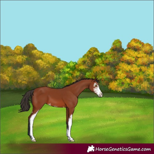 Horse Color:Bay Sabino 