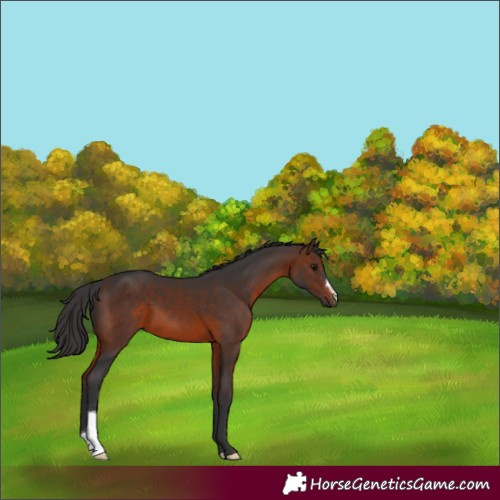 Horse Color:Brown 