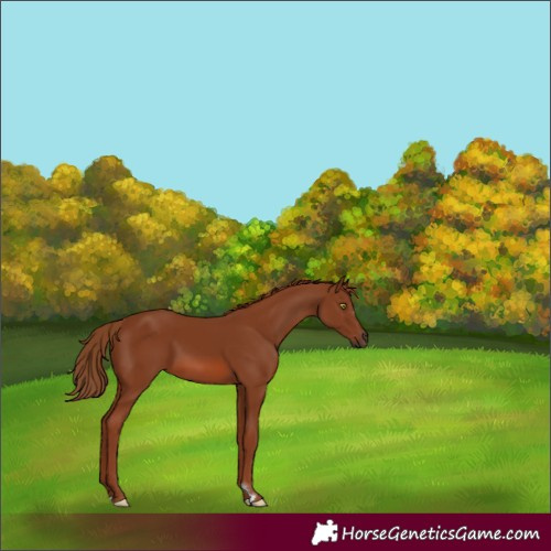 Horse Color:Chestnut 