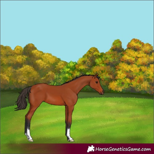 Horse Color:Bay 