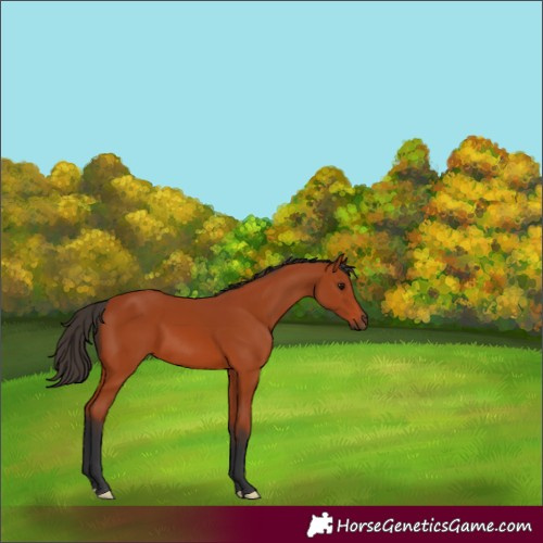 Horse Color:Bay 